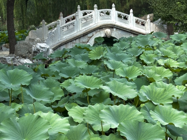 china-bejing-bridge-dream-of-red-mansions